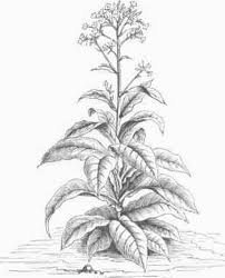 a tobacco plant
